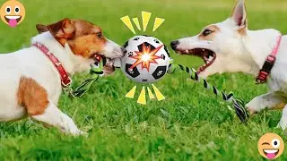 &ldquo;When Dogs Become Drama Kings 😂🐾 | Funniest Dog Moments 2025 Compilation&rdquo;