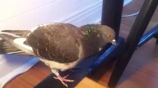 Misiek Entertainment presents: a crazy cooing pigeon under my kitchen table.