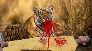 Tiger 🐯 Attack.........Caycle... running village boy Tigers attack forest reals foolish video