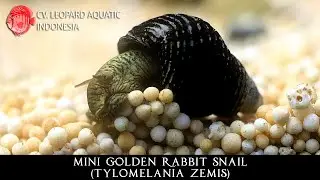 Tylomelania zemis. The MINI GOLDEN RABBIT SNAIL! (Leopard Aquatic W033A)