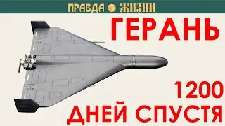 Герань три с половиной года спустя