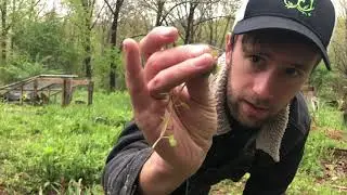 4 Edible Wild Plants You Can Find in Your Backyard
