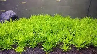 Downoi (Pogostemon Helferi) tank
