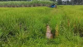 Rain Walk Rice Field from Thai village | Nature sounds ASMR | HD sound