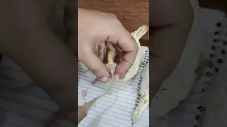 how to hand feeding cocktail baby chicks #cockatiel #cocktail #cocktails #parrot