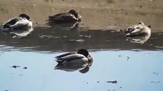 熊谷スポーツ文化公園の西の池のマガモ、コガモ、カルガモ