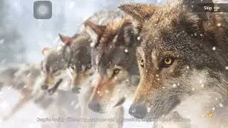  Wolf Game The Wild Kingdom || Mobile Game || KK #1