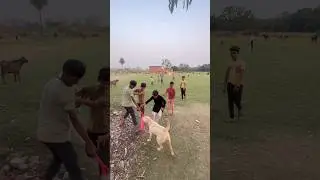 Mujhe bhi khelna hai 😉 #shorts #minivlog #vlog #dog #dogcomedy #labrador #talkingdog #viraldog