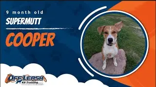 Super Mutt 🐾 Off Leash Training | Best Dog Trainer | Lincoln, NE 🐾