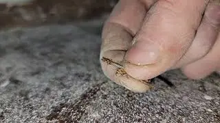 How to remove Carpet tack strip staples From Old oak flooring🤔