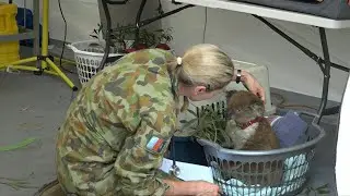 Makeshift koala hospital scrambles to save dozens injured in bushfires | AFP