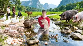 Using Horse Harvesting 500 Pigs, Chickens, and Ducks and Build Chicken Coop