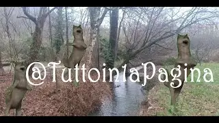 ijbinij The Dancing Wolf Song La canzone del Lupo Danzante completa scovato nei boschi ijbi&ntilde;ij xD
