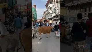Cows roam these streets in India 🇮🇳 Travel Vlog  #travel