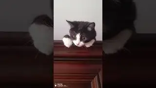Алиска на шкаф залезла #cat #kitten #прикольныекоты #веселыекоты #cute #красиваякошка #моякошка