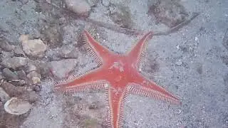 Buceo nocturno de dos horas en el Port&uacute;s