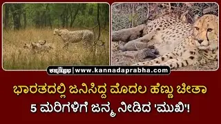 #projectcheetah : ಭಾರತದಲ್ಲಿ ಜನಿಸಿದ್ದ ಮೊದಲ ಹೆಣ್ಣು ಚೀತಾ, 5 ಮರಿಗಳಿಗೆ ಜನ್ಮ ನೀಡಿದ 'ಮುಖಿ'!