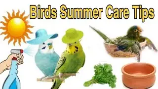 How to care bird in summer | Birds summer care and tip's | summer care for birds.