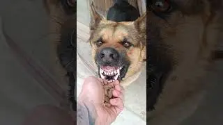 k&ouml;peğe mama verirken benim haller #shorts