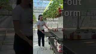 Bogaerts Greenhouse Logistics - Bo Cart 80
