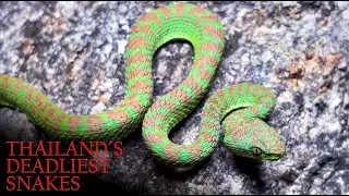 Is This The Rarest Viper In The World? |&nbsp;Thailand&rsquo;s Deadliest Snakes