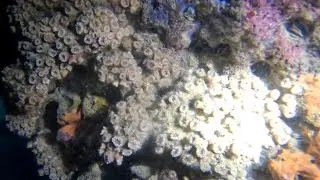Cladocora caespitosa 🪸