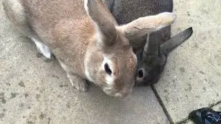 Tripod rabbit running for a treat.