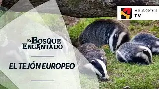 El tej&oacute;n europeo tiene un gran instinto de protecci&oacute;n de la familia | CHOPOS CABECEROS DEL PANCRUDO