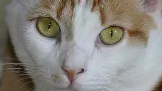 Cats eyes 4k close up