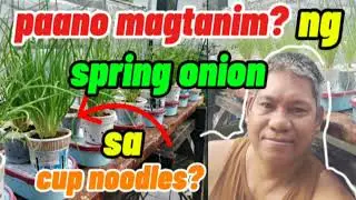 paano magtanim ng spring onion sa cup noodles?