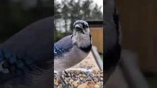 #redwingedblackbird #mourningdove #bluejay #grackle #sparrow #birds #birdwatching #fyp