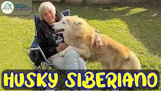 HUSKY SIBERIANO: O Que Ninguém Te Conta! Toda a Verdade com Mônica Ladewig!