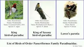 Birds of Order Passeriformes Family Paradisaeidae astrapia bird-of-paradise parotia