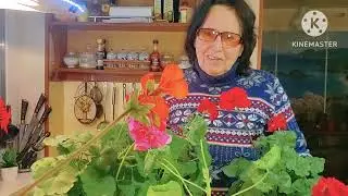 Пеларгонії. Огляд і догляд. Поради по догляду.