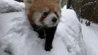 Snow Day At The Oregon Zoo