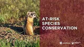At-Risk Species Conservation
