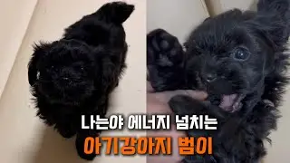 [VLOG GYEOL]   그만좀 깨물어!!! 범이~~~#puppies #baby  #dog #animals