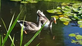 Greylag and domestic goose