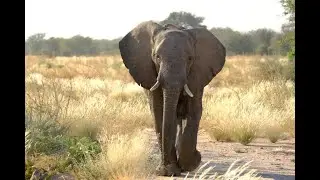 An Unforgettable Safari in Etosha National Park, Namibia 🐘🦁 |