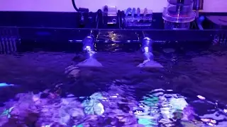 JBJ 45 gallon rimless reef - System Overview Teaser
