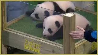 Giant panda cubs in France get celebrity godparents Mbappe and Zhang Jiaqi
