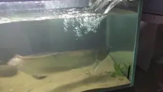 Just got the new 1500gph pump up and going