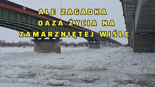 24.1.2026. Ale zagadka! Oaza życia na zamarzniętej Wiśle.