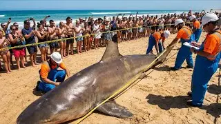 Blacktip Shark Catch & Processing | Commercial Fishing Documentary