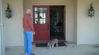 Dallas dog training | Stella the English Bulldog | Redeeming Dogs - Dog training | Tod McVicker