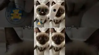 Aw 🐾 #cat #funny #catlover #cute #music #kitten #follow #kitty #techno