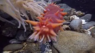Alaska Marine life
