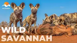 WILD SAVANNAH | The Secret Life of Africa's Wild Dogs #AnimalDocumentary | Wildlife Documentary