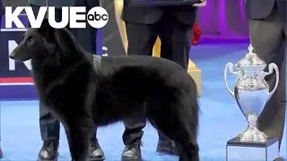 Belgian Sheepdog wins 2025 National Dog Show