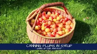 Canning Plums in Syrup